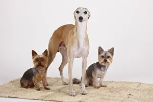 Whippet, Yorkshire Terrier and mixed breed dog (Yorkshire-Maltese cross)