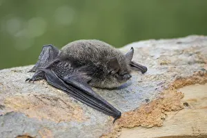 Whiskered bat, Myotis mystacinus