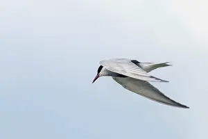 Whiskered Tern in Flight (Chlidonias hybridus)