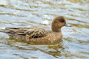 Whistling duck Anas penelope