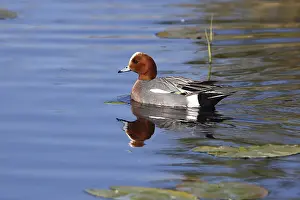 Whistling duck, Anas Penelope, bathing