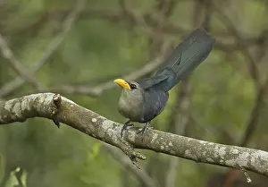 Whistling green malkoha (Ceuthmochares australis) adult