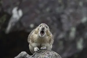Whistling hare (Ochotona princeps)