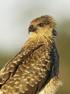 Whistling Kite (Haliastur sphenurus)
