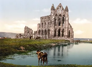 Whitby Abbey, Whitby Abbey, a former monastery in Whitby