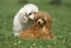 WHITE AND ABRICOT DWARF POODLES