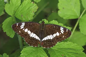White Admiral (Limenitis camilla), butterfly