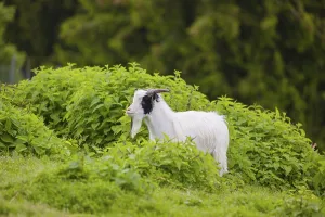 One white African Pygmy goat Capra aegagrus hircus) stands in stinging nettles