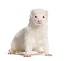White Albino, Ferret standing right in the center looking at the camera
