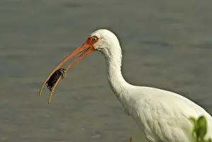 White american white ibis (Eudocimus albus) adult