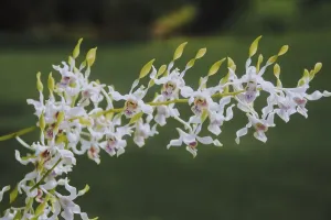White Antelope Dendrobium orchid flower in garden