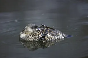 White-backed Duck, White-backed Duck