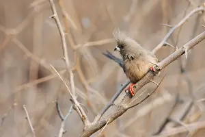 White-backed Mousebird (Colius colius)