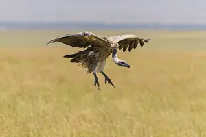 White backed vulture (Gyps africanus)