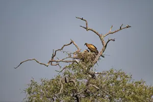 White-backed vulture (Gyps africanus)