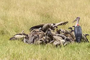 White backed vulture (Gyps africanus)