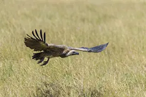 White backed vulture (Gyps africanus)