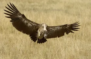 White-backed vulture (Gyps africanus)