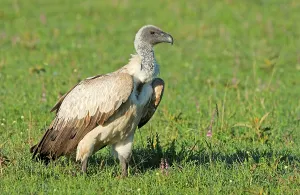 White-backed vulture (Gyps africanus)