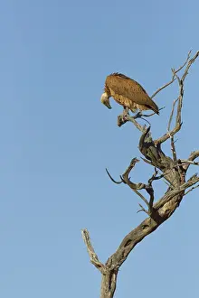 White-backed vulture (Gyps africanus)