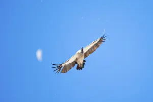 White-backed vulture (Gyps africanus)
