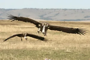 White-backed Vulture (gyps africanus) in flight
