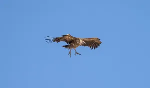 White-backed vulture (Gyps africanus) in flight against a blue sky