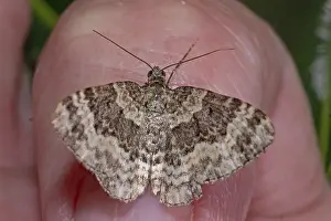White-banded bedweed moth with open wings sitting on hand from behind