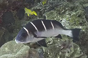 White-banded sweetlips (Plectorhinchus playfairi)