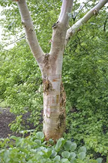 White-barked Himalayan birch (Betula utilis var)