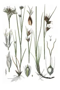 White beak sedge (Rhynchospora alba)