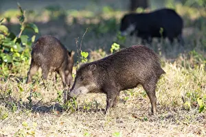White-bearded peccary (Tayassu pecari) Pantanal Brazil