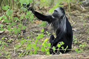 White-bearded snub-nosed monkey (Colobus polykomos)