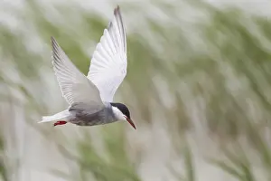 White-bearded Tern, Chlidonias hybrida