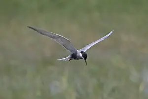 White-bearded Tern (Chlidonias hybrida)