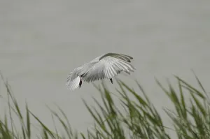 White-bearded Tern (Chlidonias hybrida)