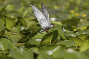 Category Historic EN Prints: White-bearded Tern (Chlidonias hybrida)