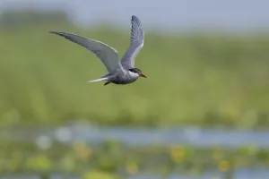 Category Historic EN Prints: White-bearded Tern (Chlidonias hybrida)