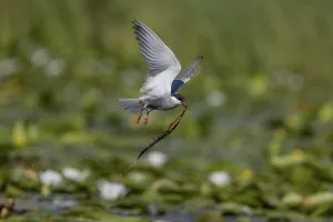 Category Historic EN Prints: White-bearded Tern (Chlidonias hybrida)