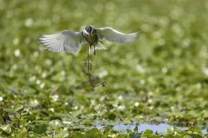 Category Historic EN Prints: White-bearded Tern (Chlidonias hybrida)