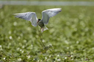Category Historic EN Prints: White-bearded Tern (Chlidonias hybrida)
