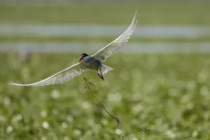 Category Historic EN Prints: White-bearded Tern (Chlidonias hybrida)