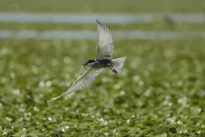 Category Historic EN Prints: White-bearded Tern (Chlidonias hybrida)