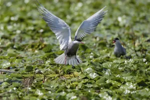 White-bearded Tern (Chlidonias hybrida)