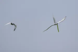 Category Historic EN Prints: White-bearded Tern (Chlidonias hybrida)