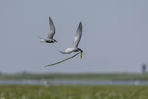 Category Historic EN Prints: White-bearded Tern (Chlidonias hybrida)