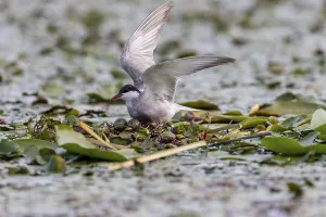 White-bearded Tern (Chlidonias hybridus) on the nest with 2 eggs