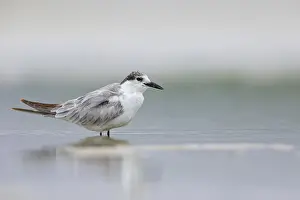 White-bearded Tern, White-bearded Tern