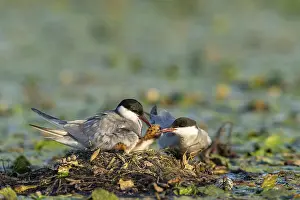White-bearded terns (Childonias hybride) with young birds at their nest