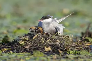 White-bearded terns (Childonias hybride) with young birds at their nest